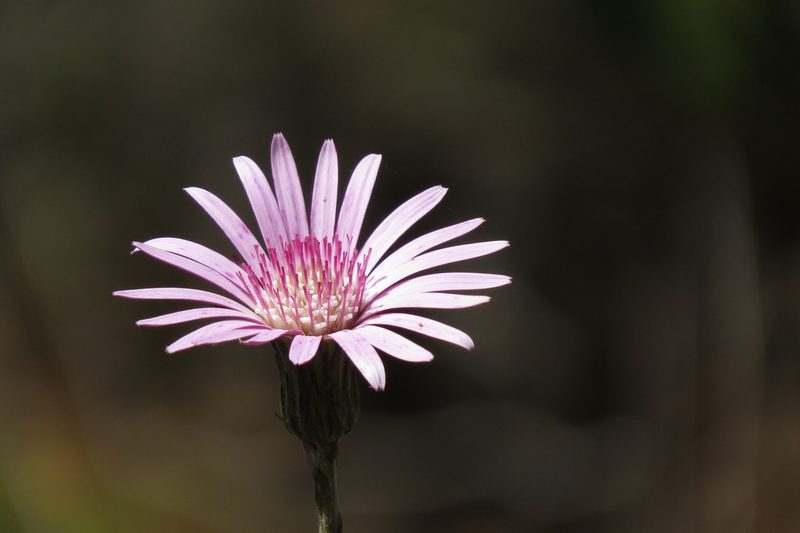 Chaptalia hieracioides, photographed by Manuel Roncal
