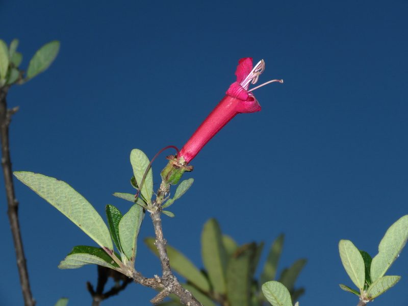Delostoma lobbii, photographed by Manuel Roncal