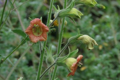Nicotiana glutinosa, photographed by Manuel Roncal