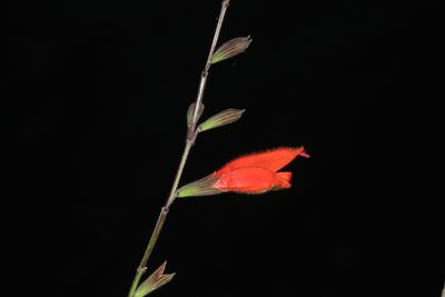 Salvia oppositiflora, photographed by Manuel Roncal