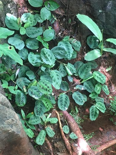 Maranta leuconeura, photographed by rebecca bachman