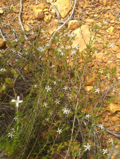 Wahlenbergia rubens, photographed by kevin koen