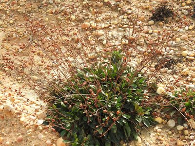 Tuberaria globulariifolia, photographed by Duarte Frade