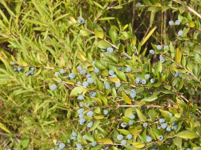 Myrtus communis, photographed by Duarte Frade