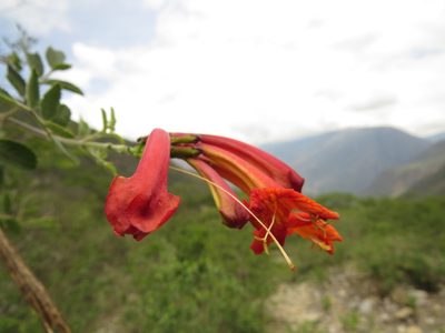 Tecoma rosifolia, photographed by Manuel Roncal