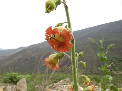 Nicotiana glutinosa, photographed by Manuel Roncal