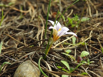 Romulea bulbocodium, photographed by Duarte Frade