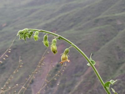 Nicotiana glutinosa, photographed by Manuel Roncal