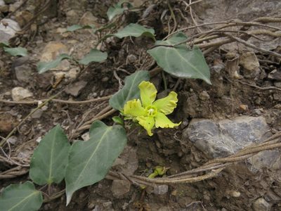 Prestonia mollis, photographed by Manuel Roncal