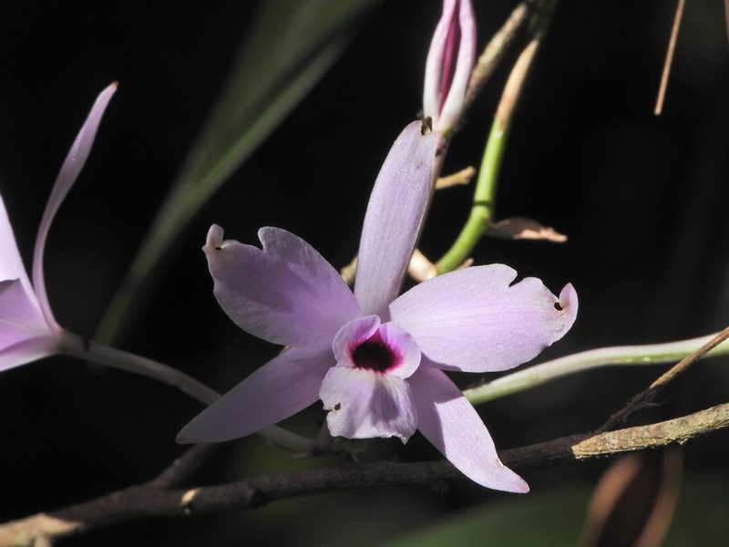 Laelia rubescens, photographed by fede2cr