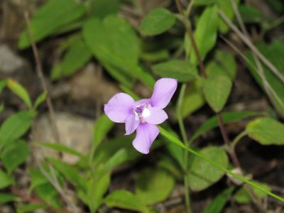 Ennealophus foliosus, photographed by Manuel Roncal