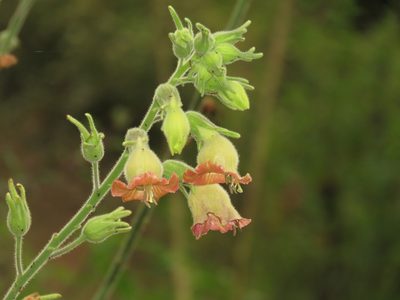Nicotiana glutinosa, photographed by Manuel Roncal