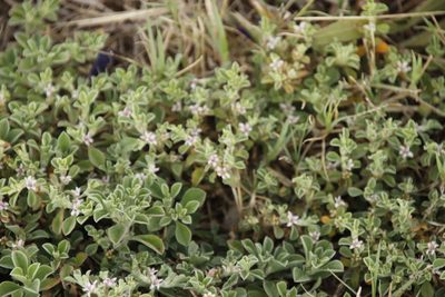 Aizoon pubescens, photographed by Tony Rebelo