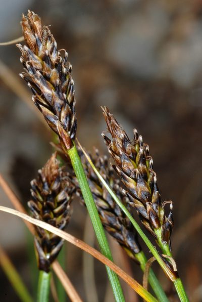 Carex micropoda, photographed by Douglas Goldman