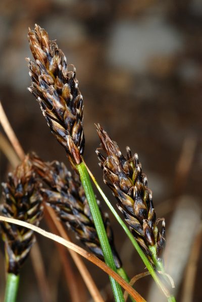Carex micropoda, photographed by Douglas Goldman