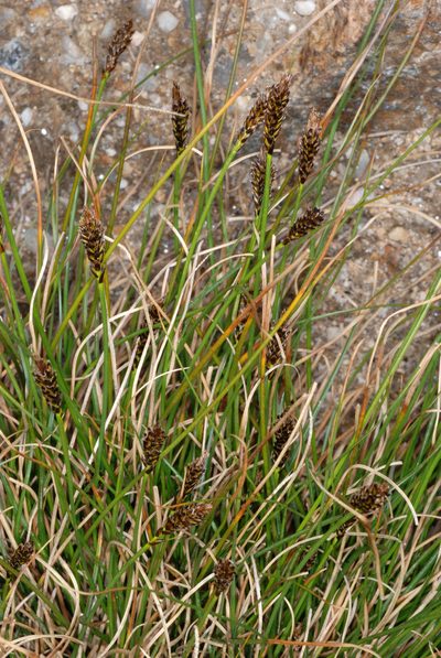 Carex micropoda, photographed by Douglas Goldman