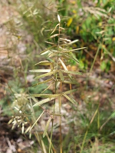 Eragrostis nindensis, photographed by Manuel R Popp