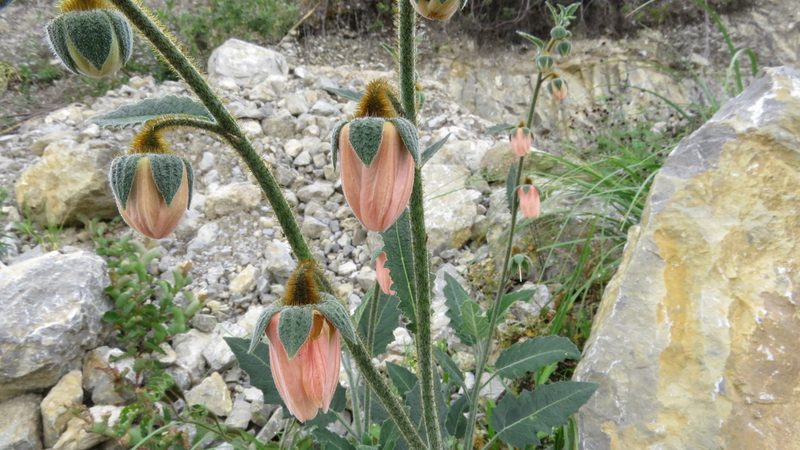 Nasa urentivelutina, photographed by Manuel Roncal