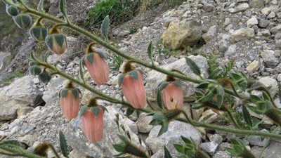 Nasa urentivelutina, photographed by Manuel Roncal
