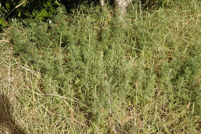 Ambrosia tenuifolia, photographed by Tony Rebelo