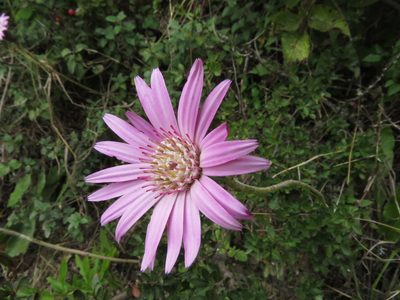 Chaptalia hieracioides, photographed by Manuel Roncal