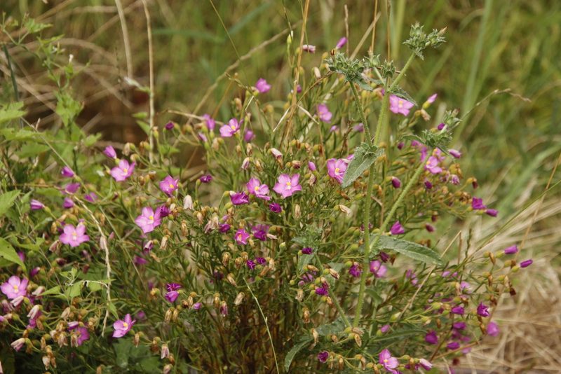 Chironia tetragona, photographed by Tony Rebelo