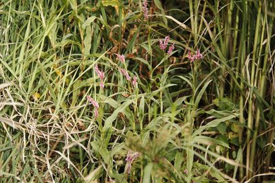 Persicaria madagascariensis, photographed by Tony Rebelo