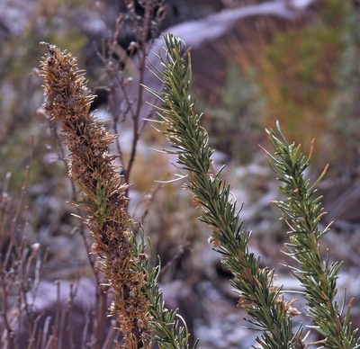 Baccharis grisebachii, photographed by Hugo Hulsberg