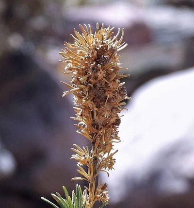 Baccharis grisebachii, photographed by Hugo Hulsberg