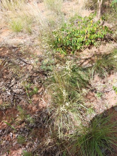 Eragrostis nindensis, photographed by Manuel R Popp