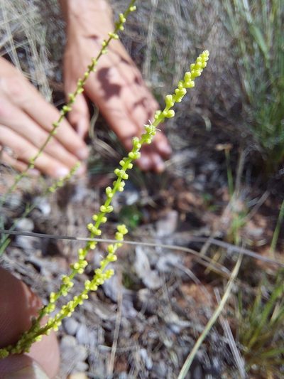 Lophiocarpus tenuissimus, photographed by Manuel R Popp