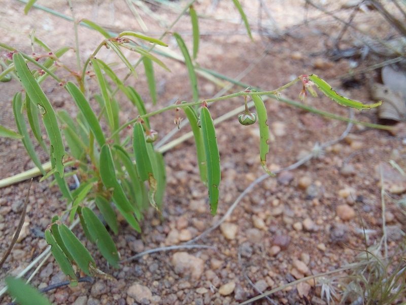 Phyllanthus maderaspatensis, photographed by Manuel R Popp