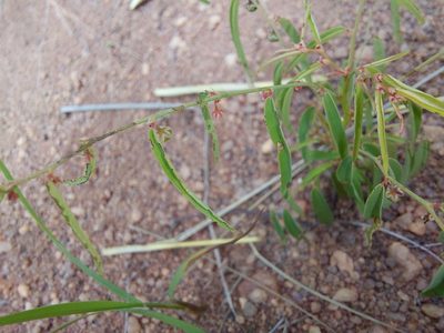 Phyllanthus maderaspatensis, photographed by Manuel R Popp
