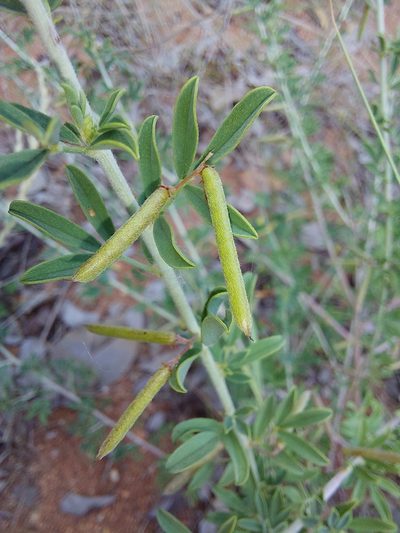 Indigofera nebrowniana, photographed by Manuel R Popp