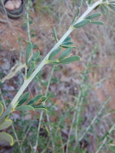Indigofera nebrowniana, photographed by Manuel R Popp
