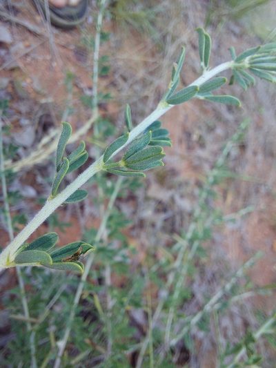 Indigofera nebrowniana, photographed by Manuel R Popp