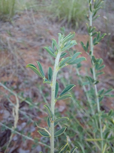 Indigofera nebrowniana, photographed by Manuel R Popp