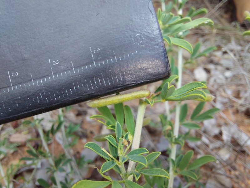 Indigofera nebrowniana, photographed by Manuel R Popp