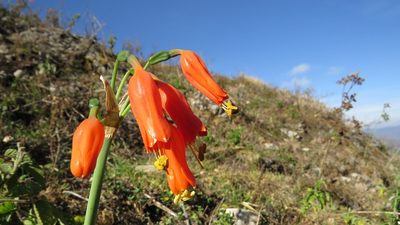 Stenomesson miniatum, photographed by Manuel Roncal