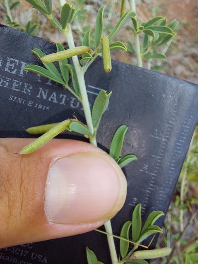 Indigofera nebrowniana, photographed by Manuel R Popp