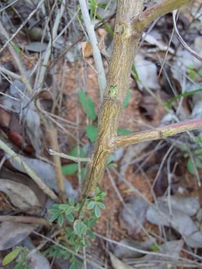 Indigofera nebrowniana, photographed by Manuel R Popp