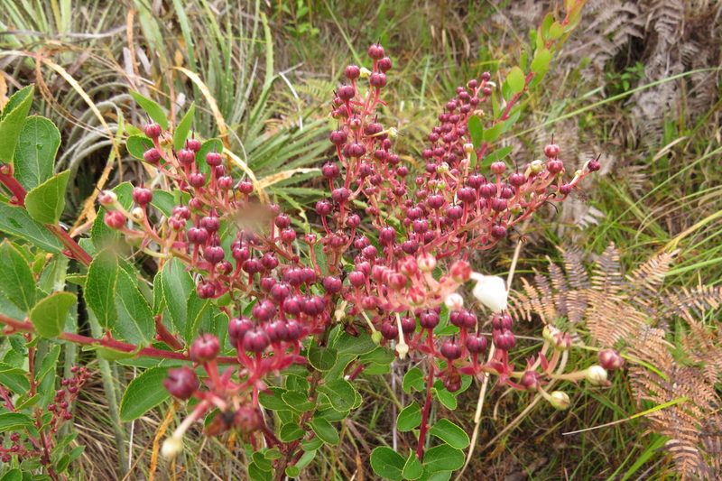 Gaultheria reticulata, photographed by Manuel Roncal