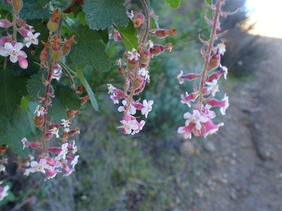 Ribes malvaceum, photographed by George Williams