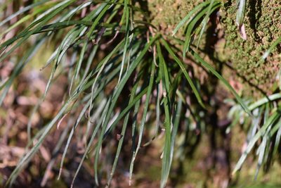 Vittaria lineata, photographed by natalie