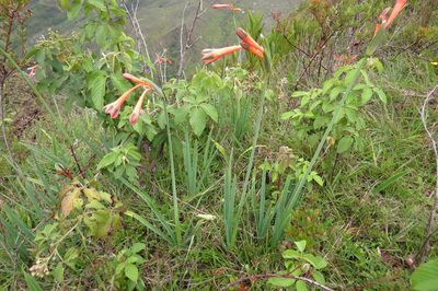 Clinanthus incarnatus, photographed by Manuel Roncal