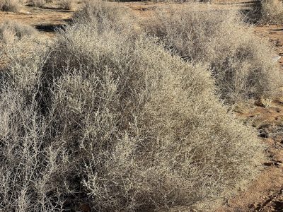 Atriplex polycarpa, photographed by Henrik Kibak