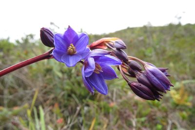 Excremis coarctata, photographed by Manuel Roncal