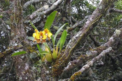 Cyrtochilum macranthum, photographed by Manuel Roncal