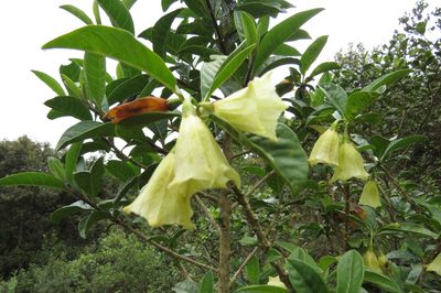 Saracha punctata, photographed by Manuel Roncal