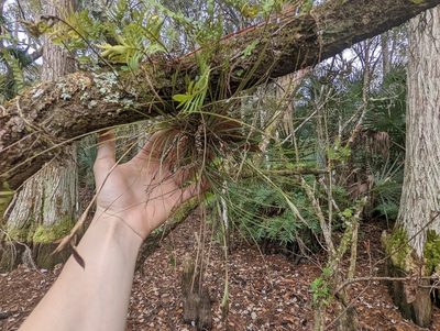 Tillandsia setacea, photographed by natalie